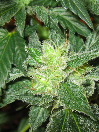 Pics Of Weed Buds. their Buds (Flowers) which