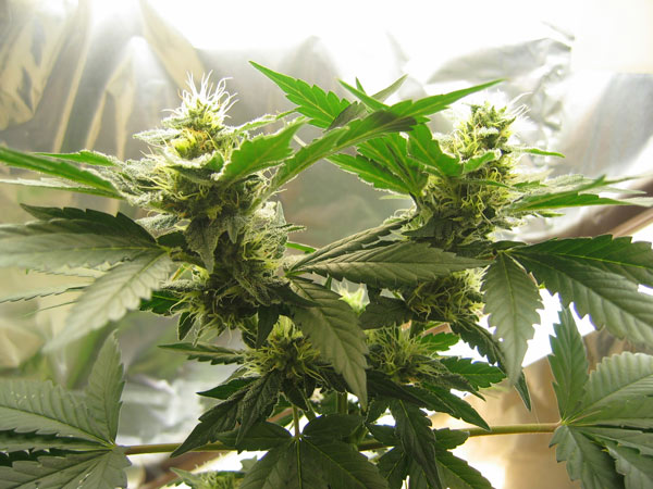 plante cannabis en deux branches